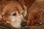 unser Buster