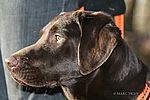 Frieda