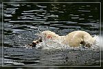 Ja Nadine, ich wei&szlig;... "der will nur spiiieeelen" :-) Sally untertauchen 
